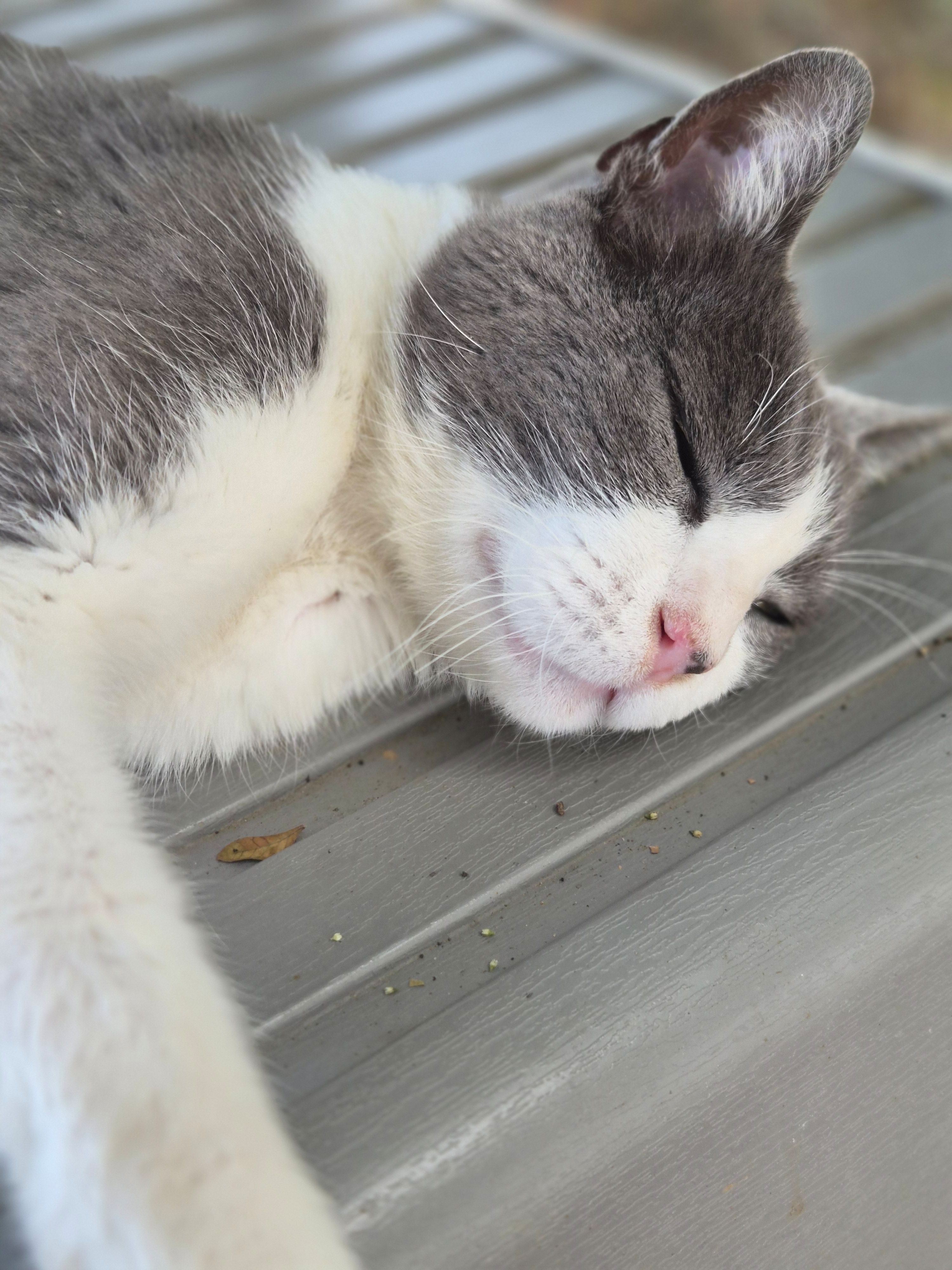 Petsitters seixal